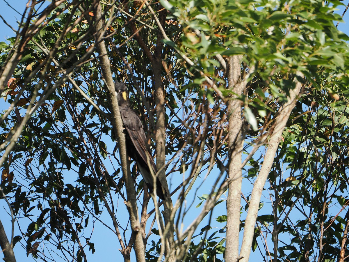 Yellow-tailed Black-Cockatoo - ML613591438