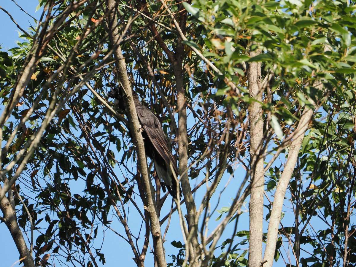 kakadu černý - ML613591439