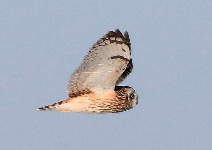 Short-eared Owl - ML613591457