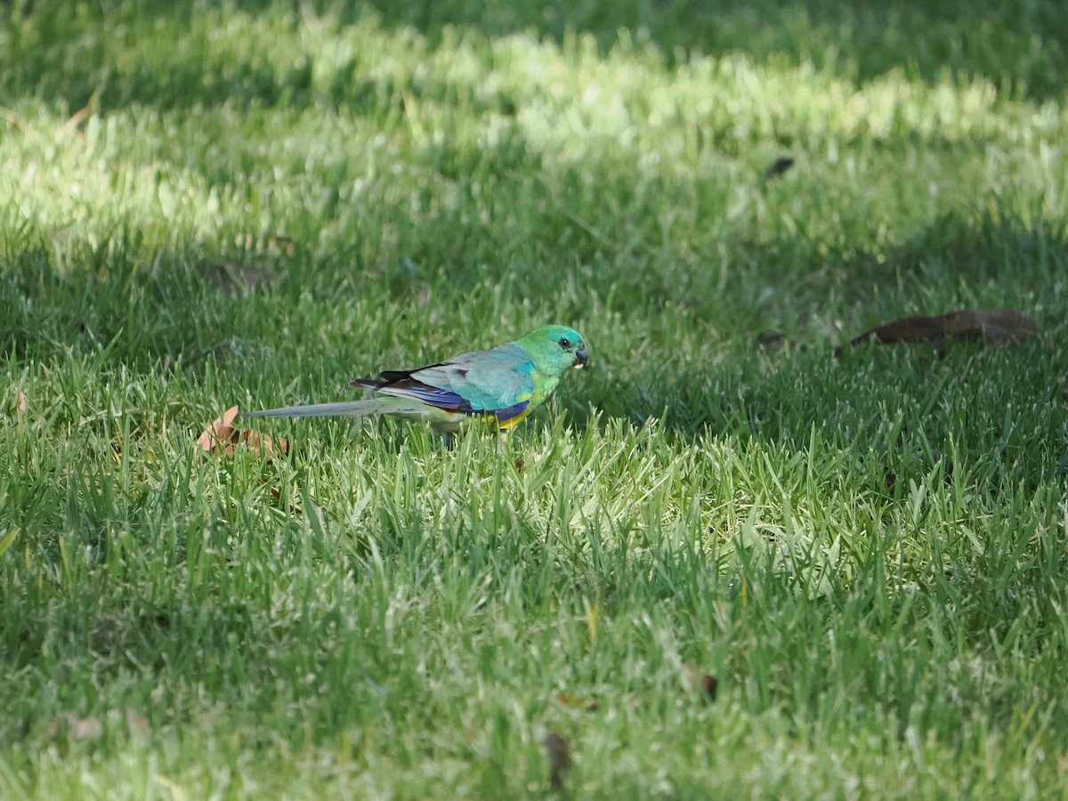 Red-rumped Parrot - ML613591464