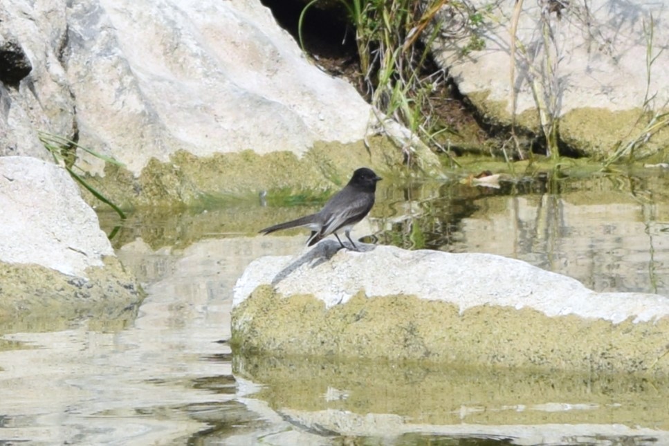 Black Phoebe - ML613591566