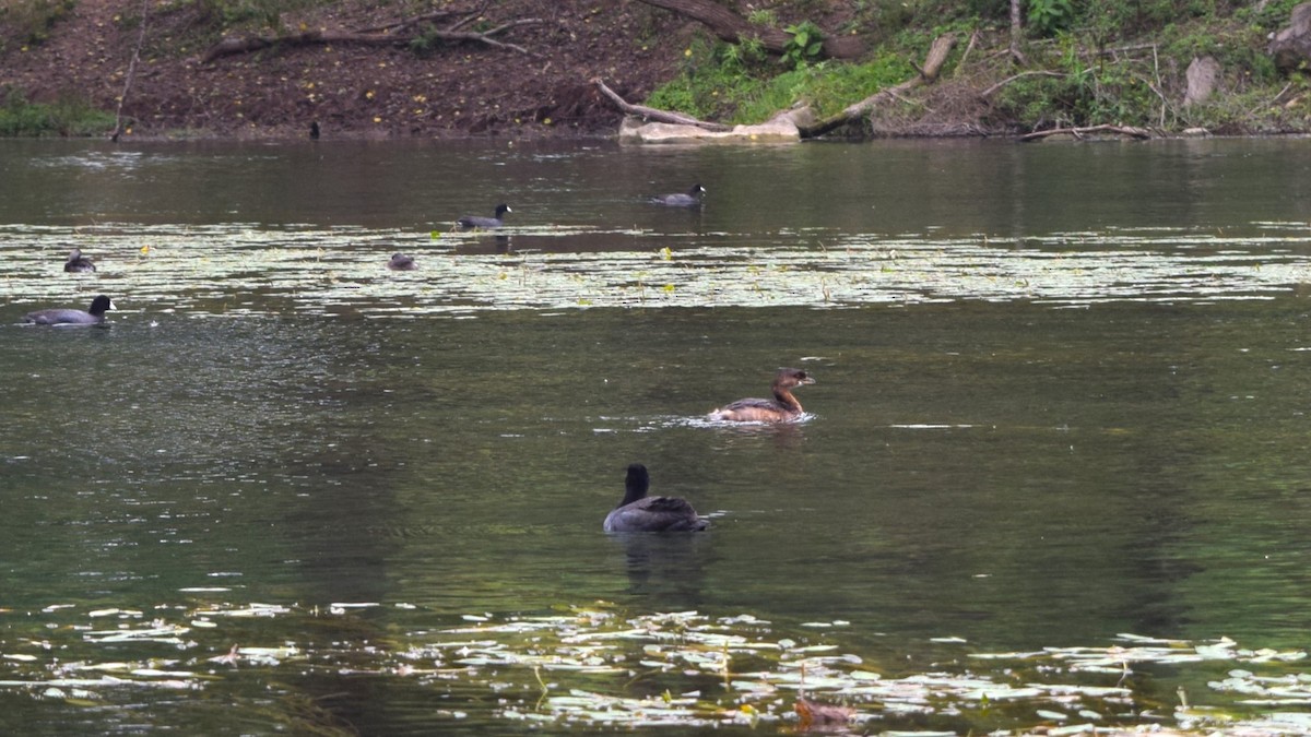 Pied-billed Grebe - ML613591697