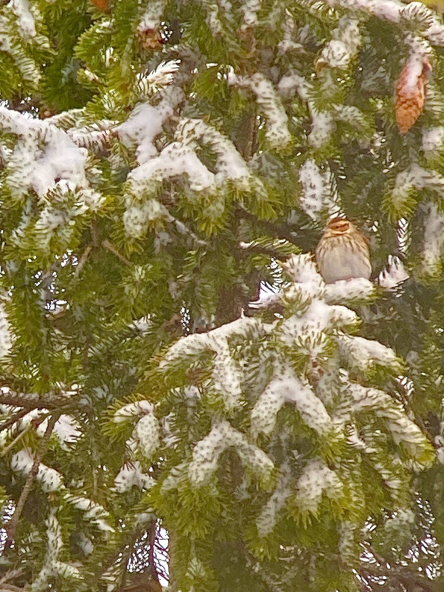 Little Bunting - Baltasar Pinheiro