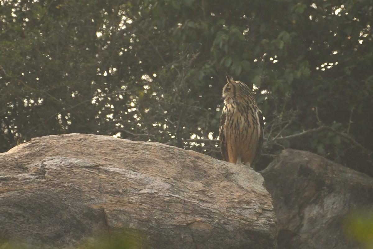 Rock Eagle-Owl - ML613591728