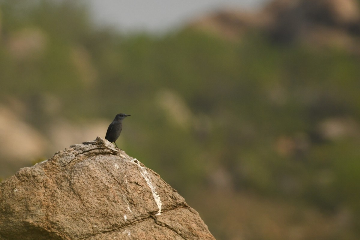 Blue Rock-Thrush - ML613591746