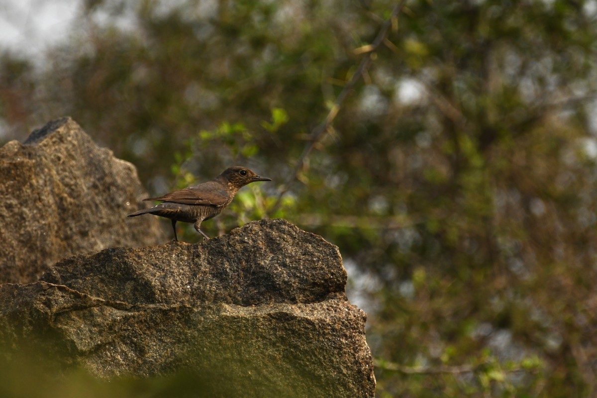 Blue Rock-Thrush - ML613591757