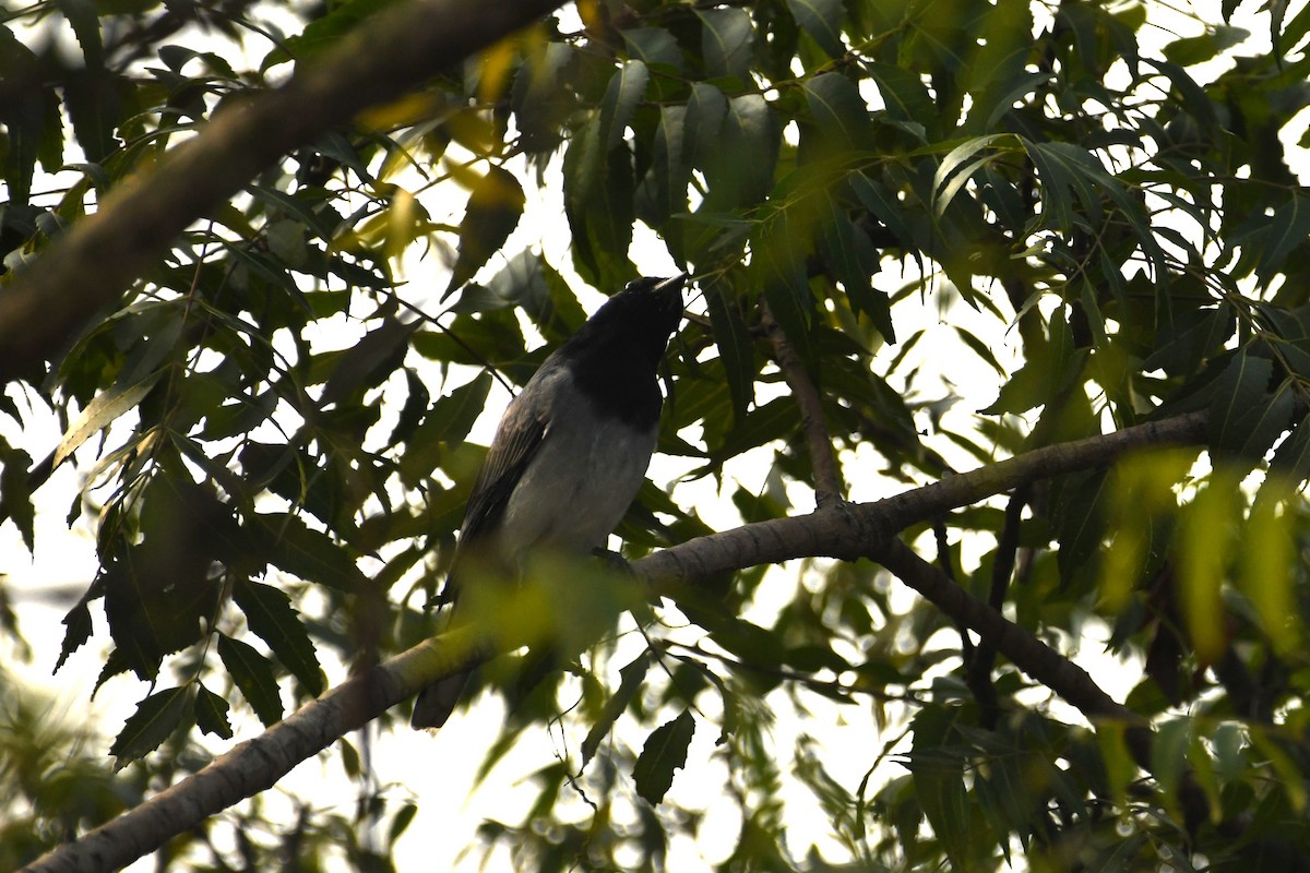 Black-headed Cuckooshrike - ML613591774