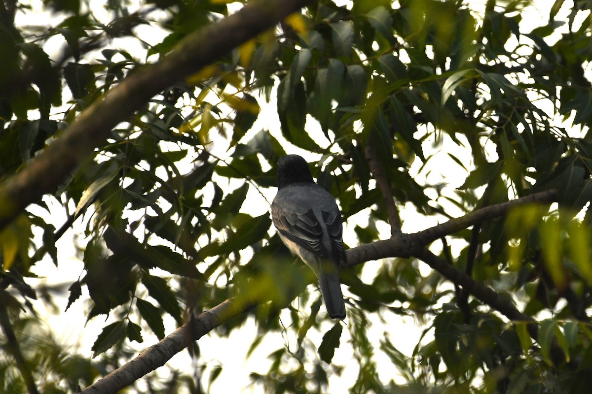 Black-headed Cuckooshrike - ML613591777