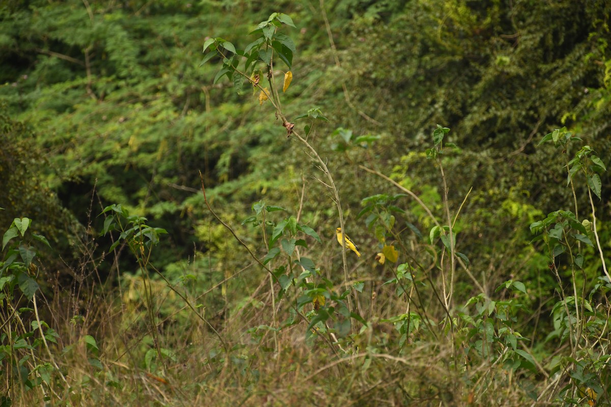 Indian Golden Oriole - ML613591781