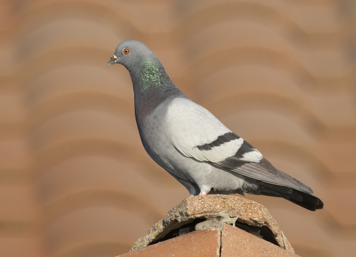 Rock Pigeon (Feral Pigeon) - ML613591857