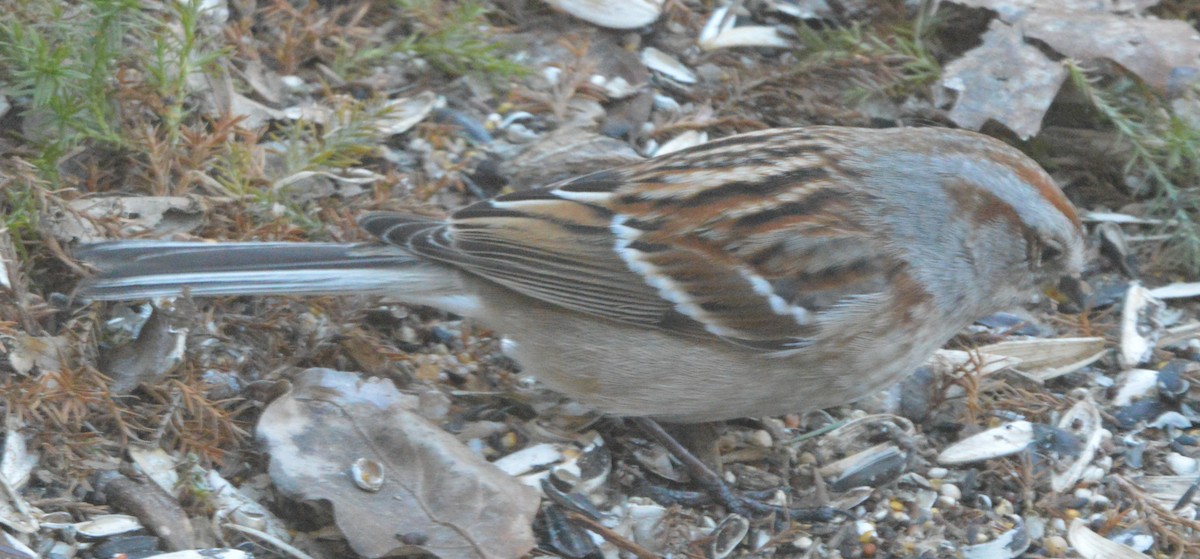 ムナフヒメドリ - ML613591875