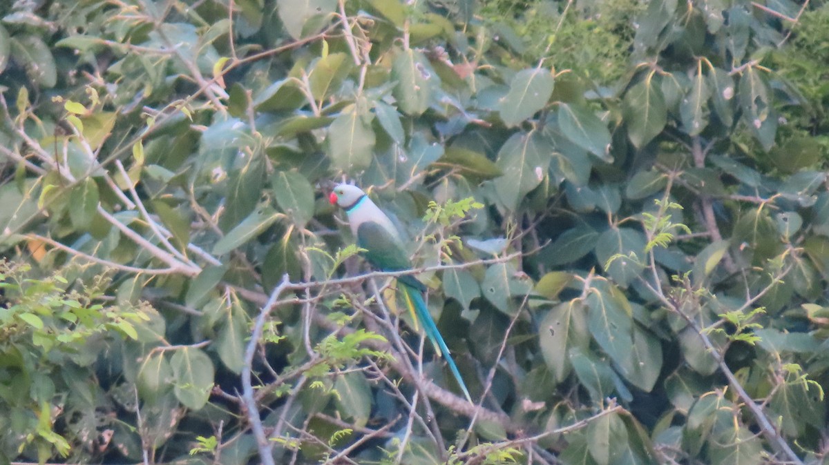 Malabar Yeşil Papağanı - ML613591987