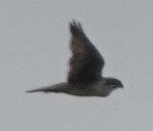 Prairie Falcon - ML613592046