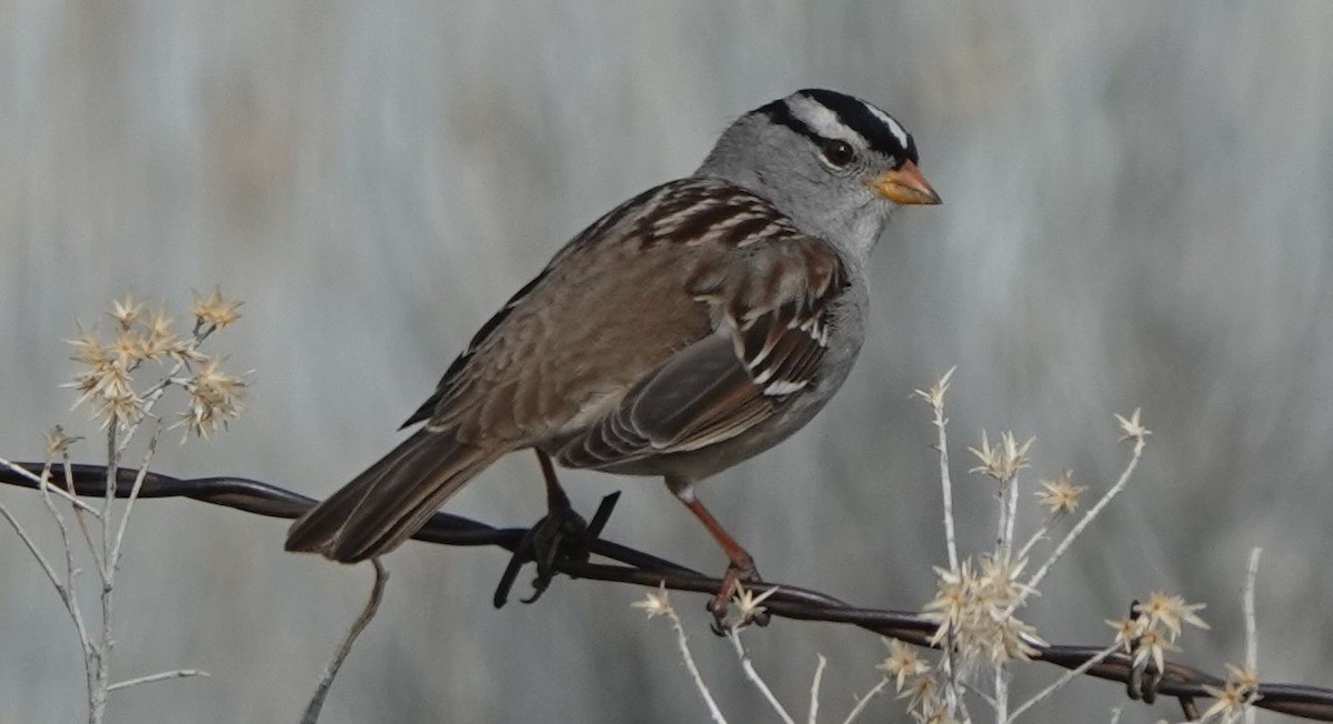 strnadec bělopásý (ssp. gambelii) - ML613592091