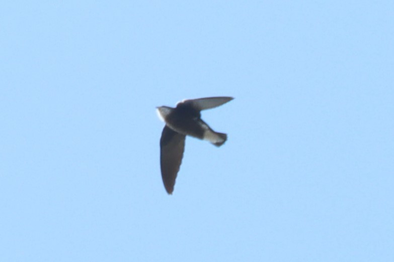 White-throated Needletail - ML613592121