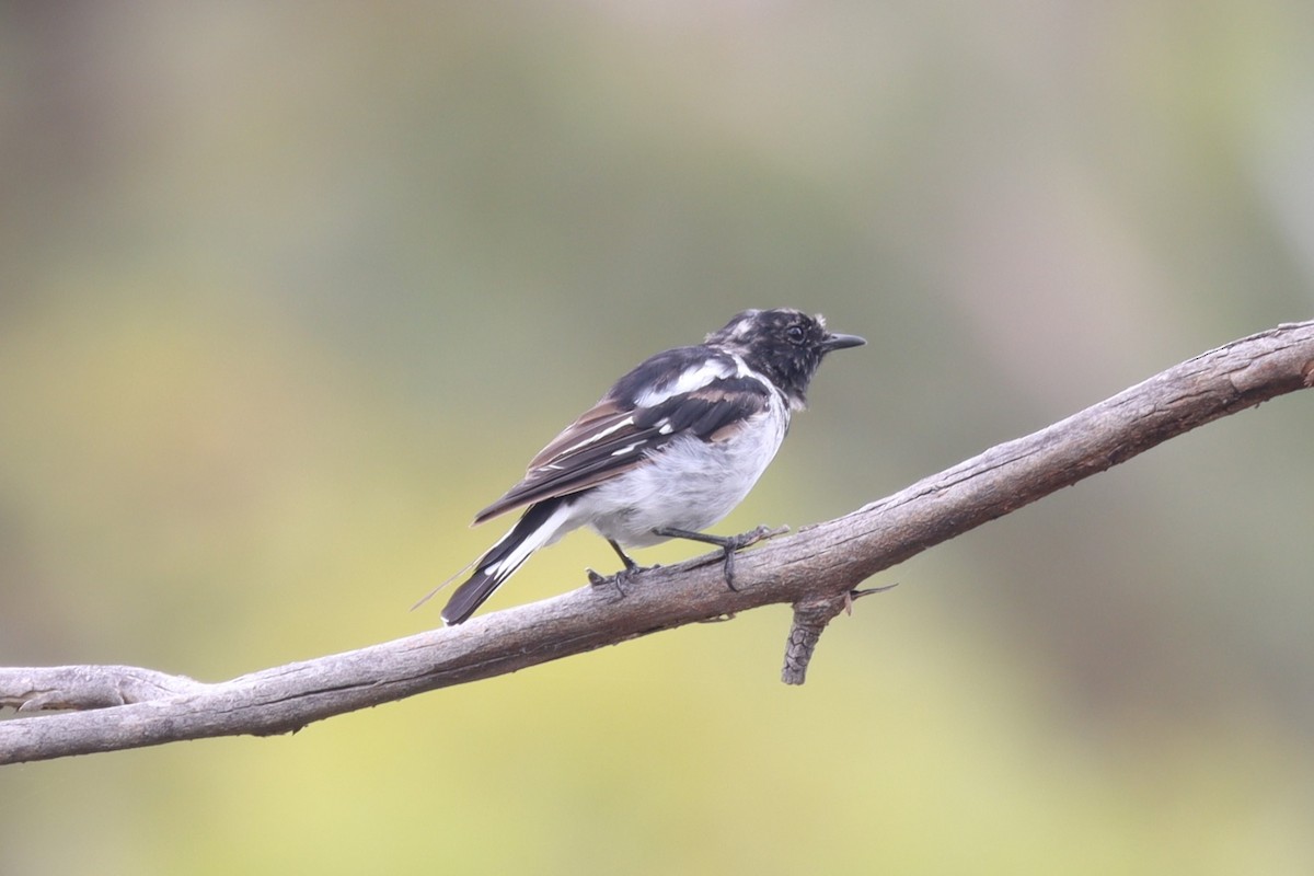 Hooded Robin - ML613592127