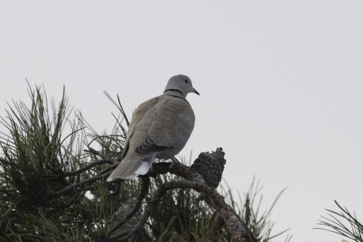 Eurasian Collared-Dove - ML613592138