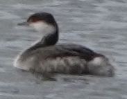 Horned Grebe - ML613592170