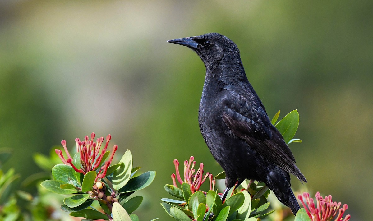 Austral Blackbird - ML613592204