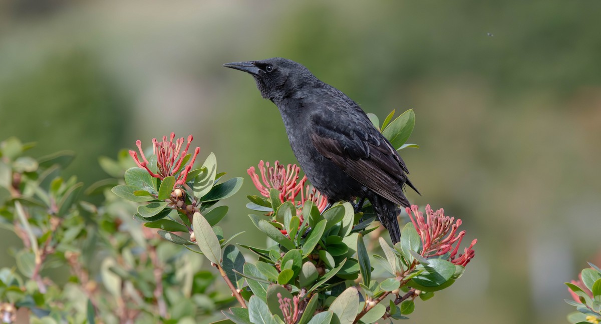 Austral Blackbird - ML613592205