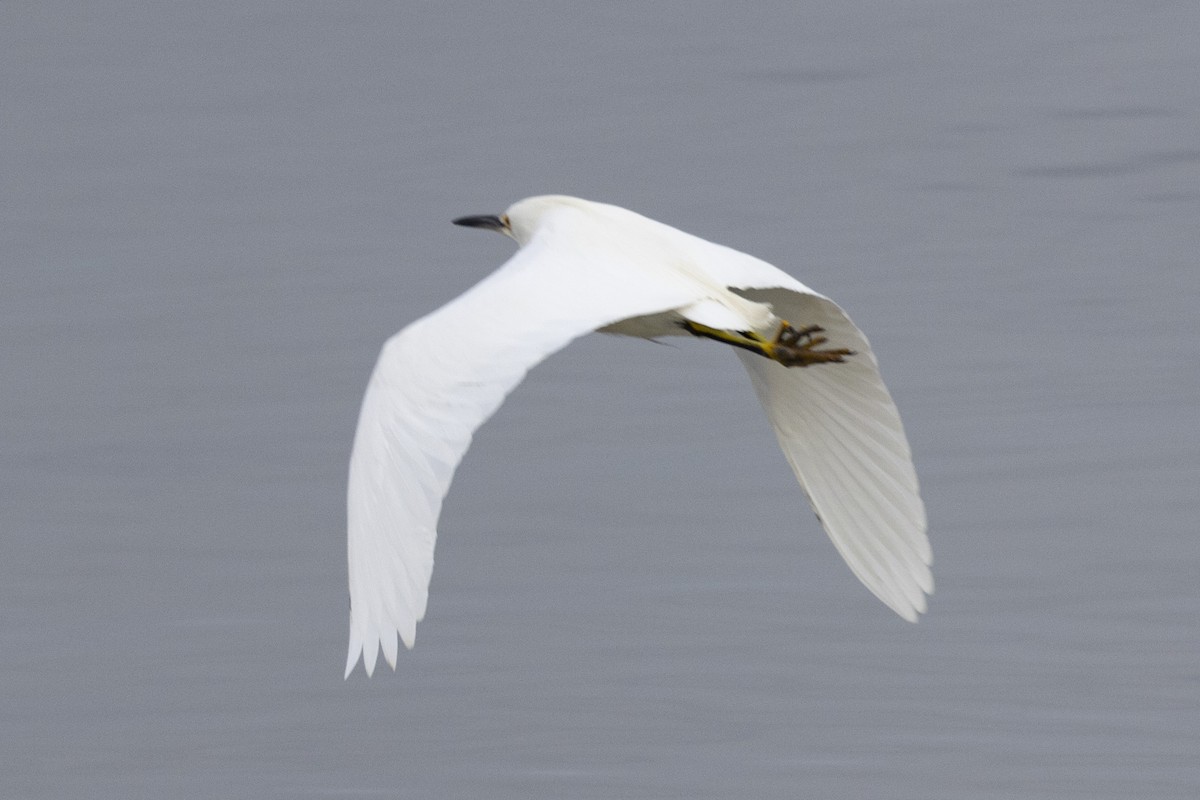 Snowy Egret - Loni Ye