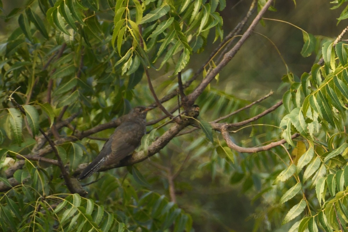 Gray-bellied Cuckoo - ML613592309