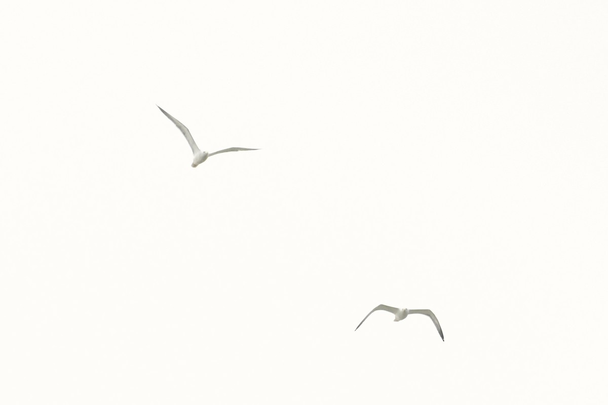 Lesser Black-backed Gull - ML613592348