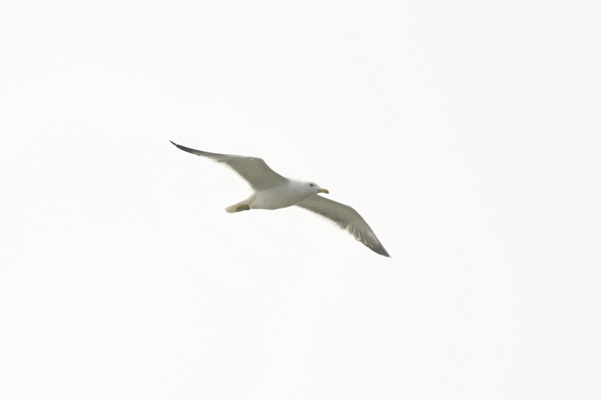 Lesser Black-backed Gull - ML613592352