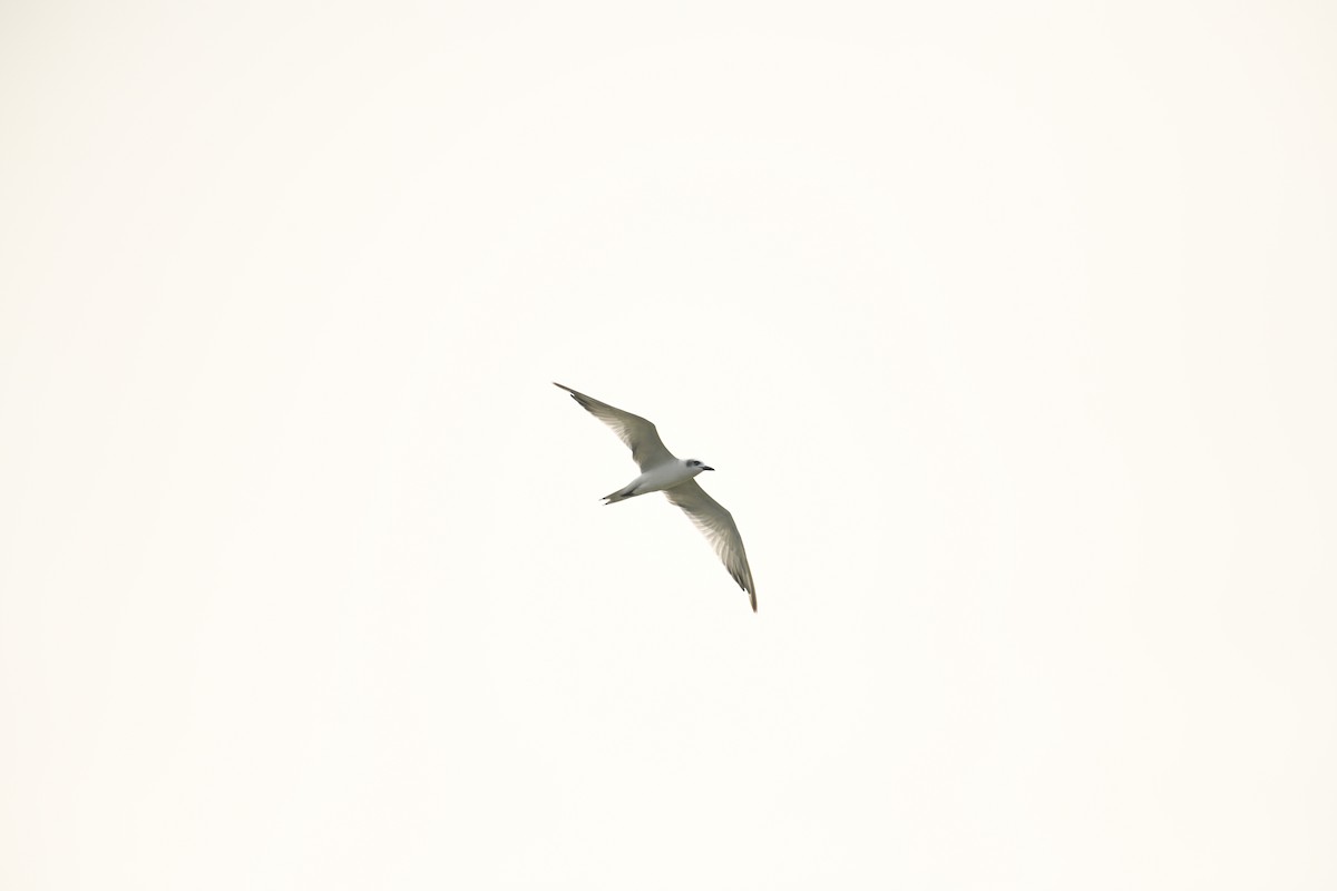Gull-billed Tern - ML613592367