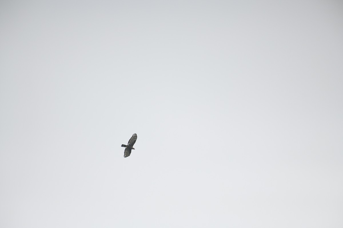 Oriental Honey-buzzard - ML613592377