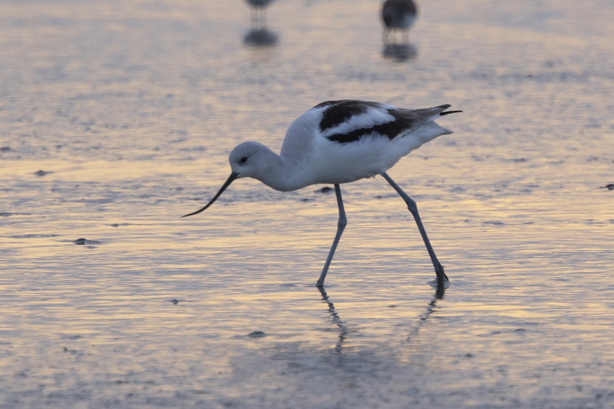 American Avocet - ML613592379