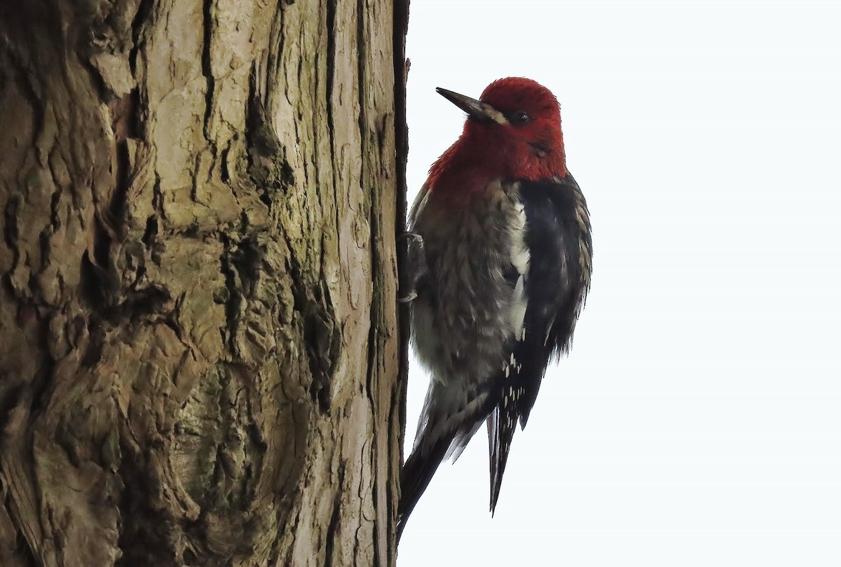 Red-breasted Sapsucker - ML613592426