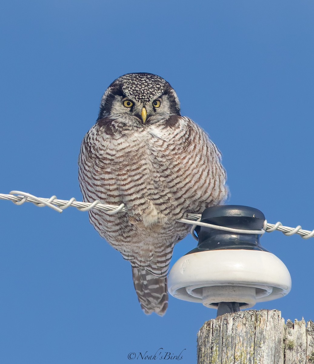 Northern Hawk Owl - ML613592464