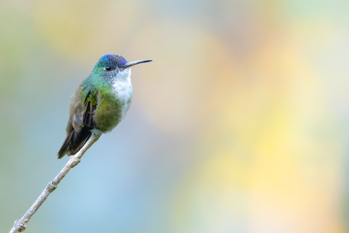 Azure-crowned Hummingbird (Azure-crowned) - ML613592491