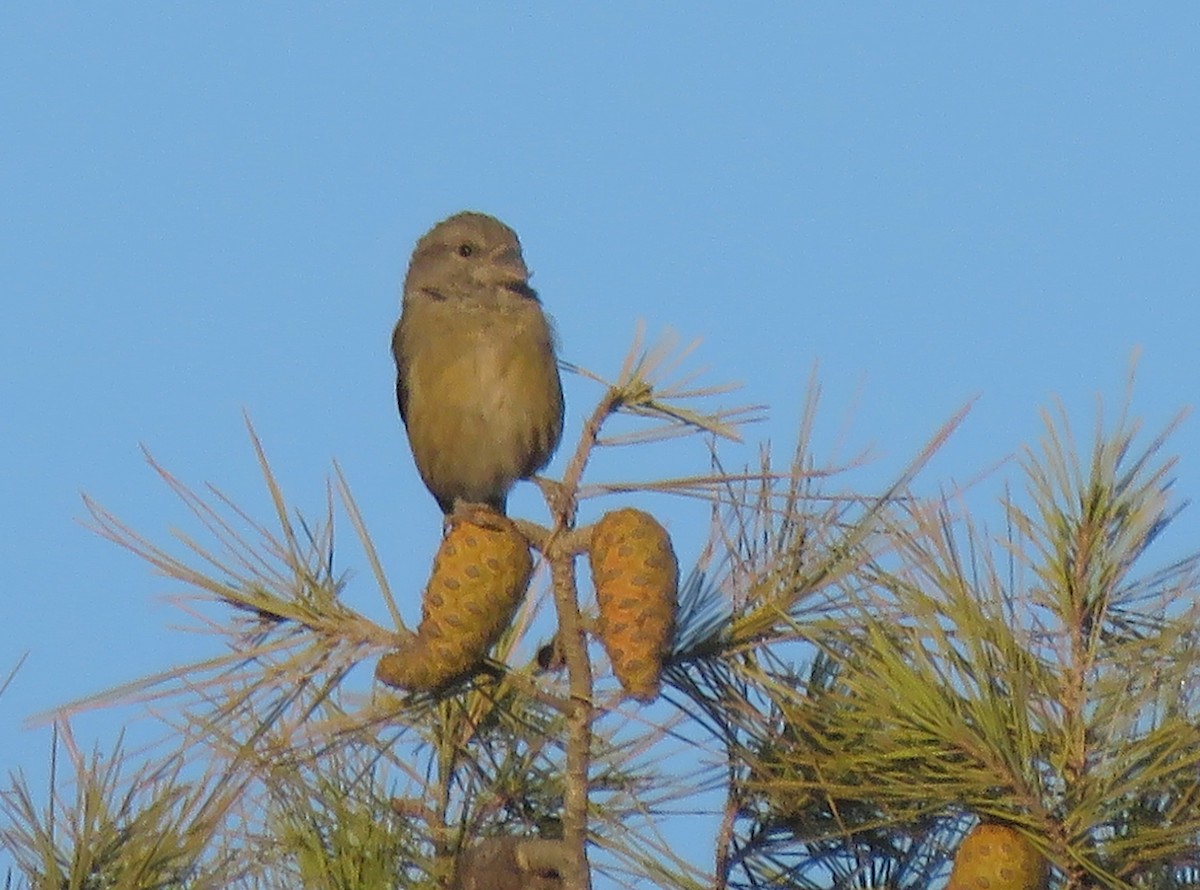 Red Crossbill - ML613592492