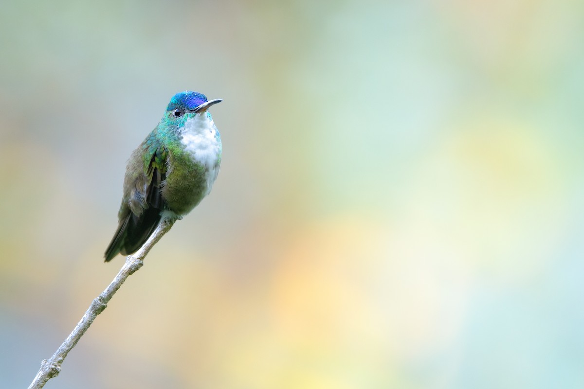 Azure-crowned Hummingbird (Azure-crowned) - ML613592494