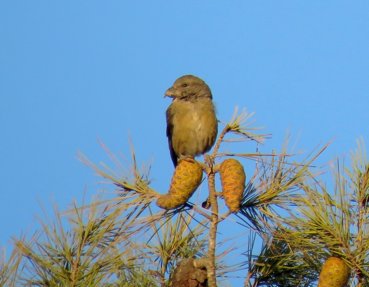 Red Crossbill - ML613592496