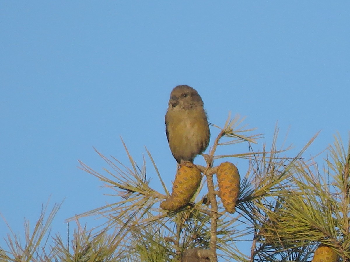 Red Crossbill - silverwing 123
