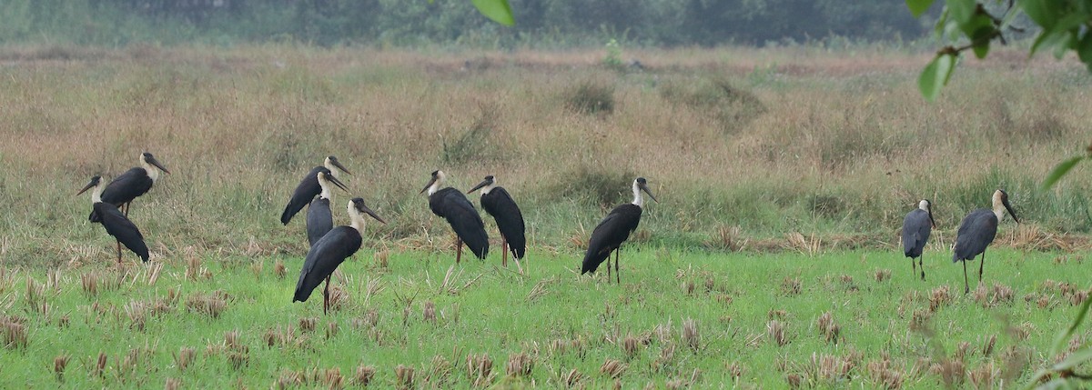 Asian Woolly-necked Stork - ML613592509