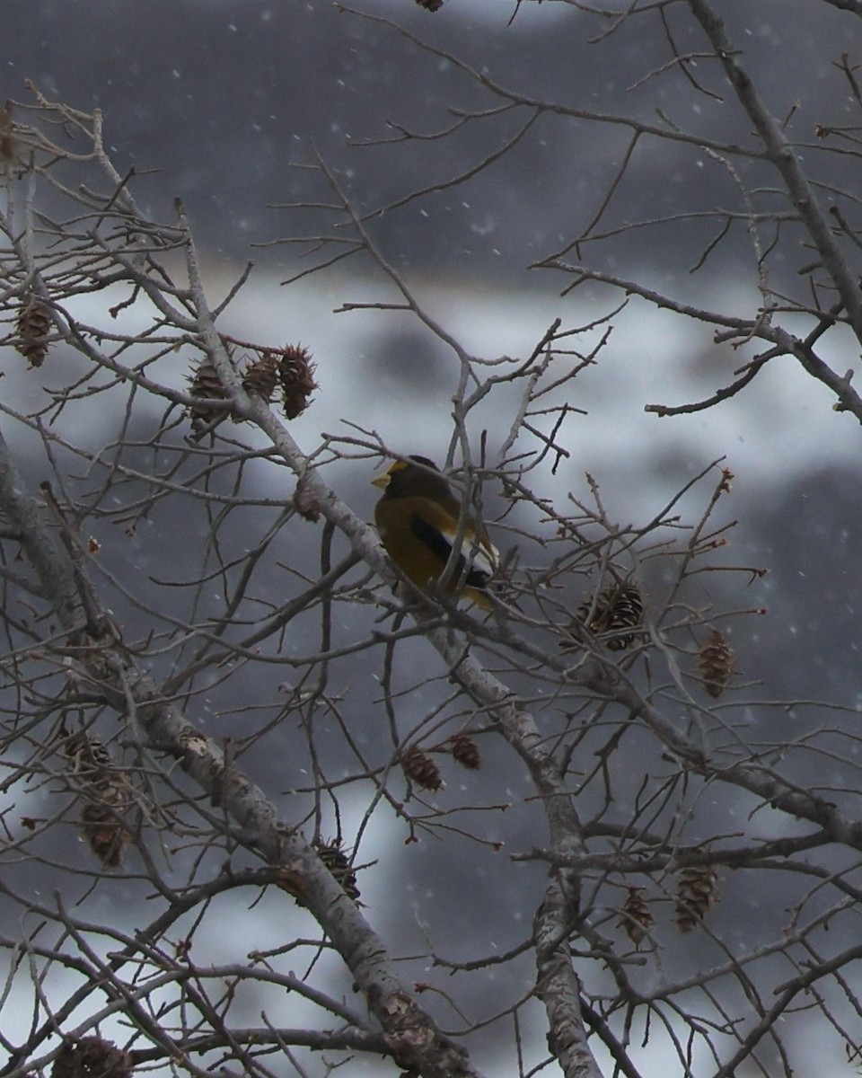 Evening Grosbeak - ML613592521