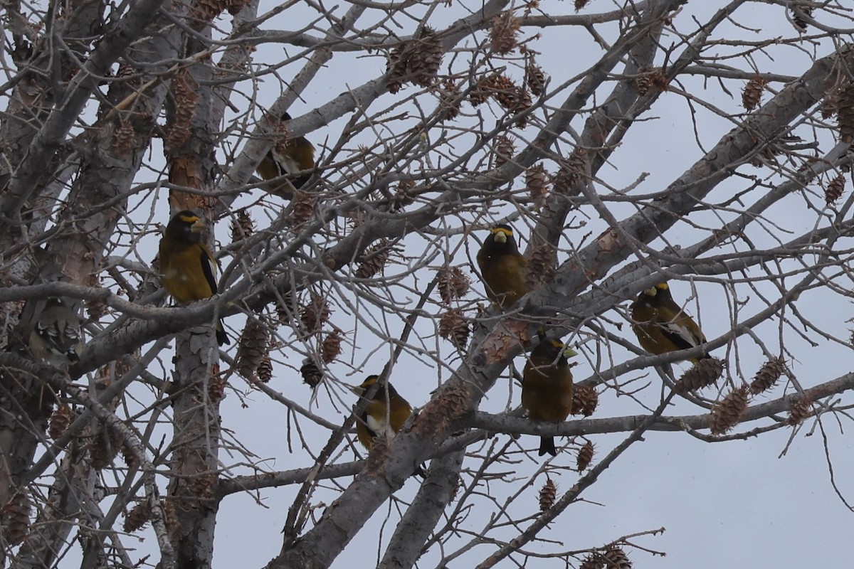 Evening Grosbeak - ML613592522