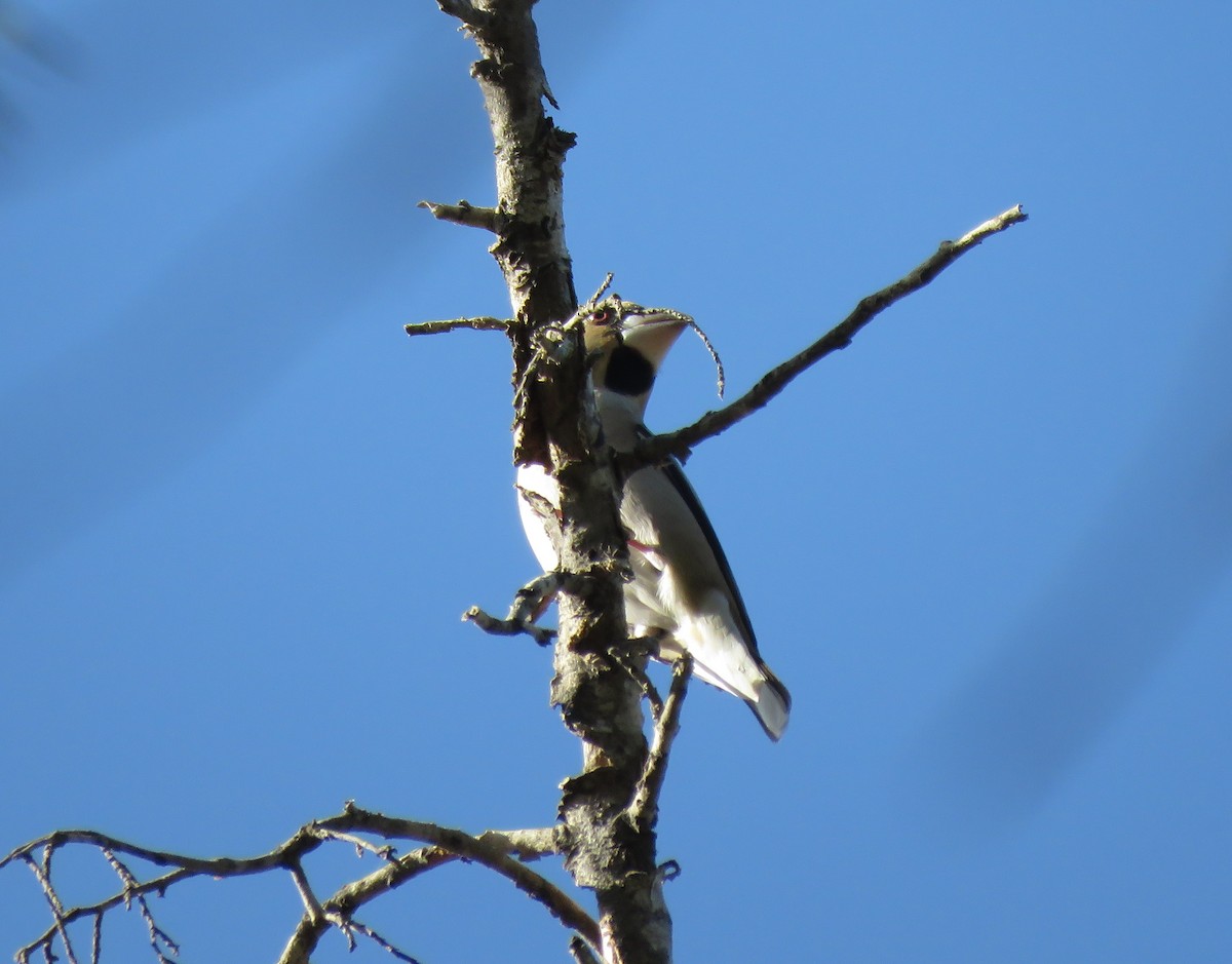 Hawfinch - ML613592525