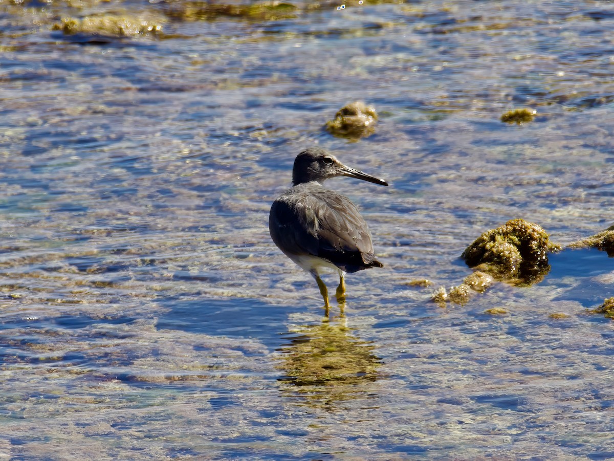 Wandering Tattler - ML613592585