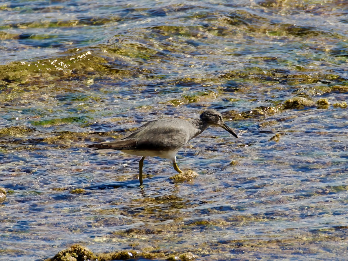 Wandering Tattler - ML613592586