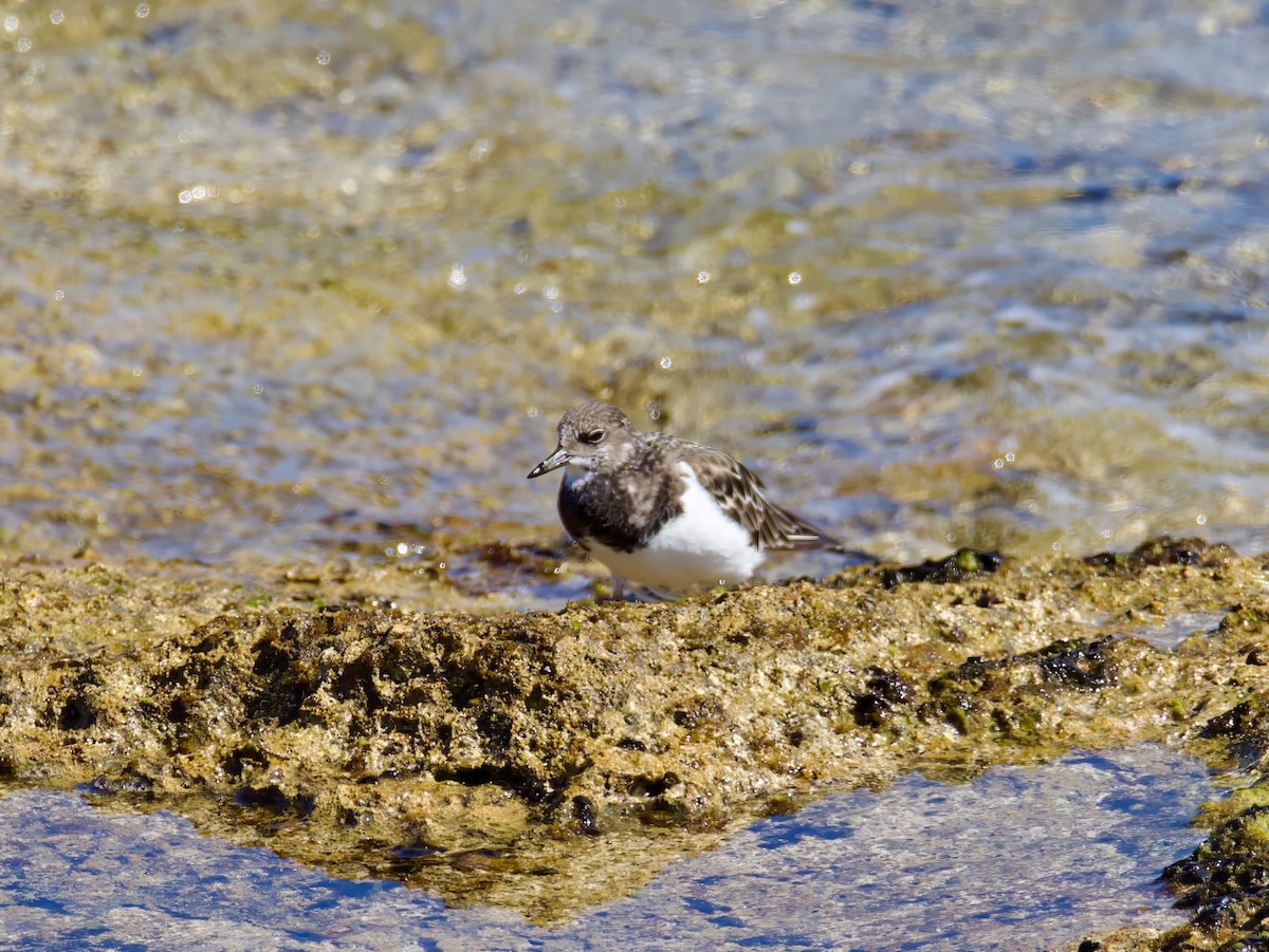 Ruddy Turnstone - ML613592598