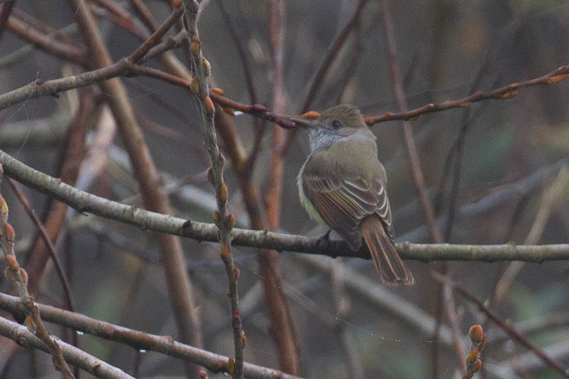 Dusky-capped Flycatcher - ML613592671