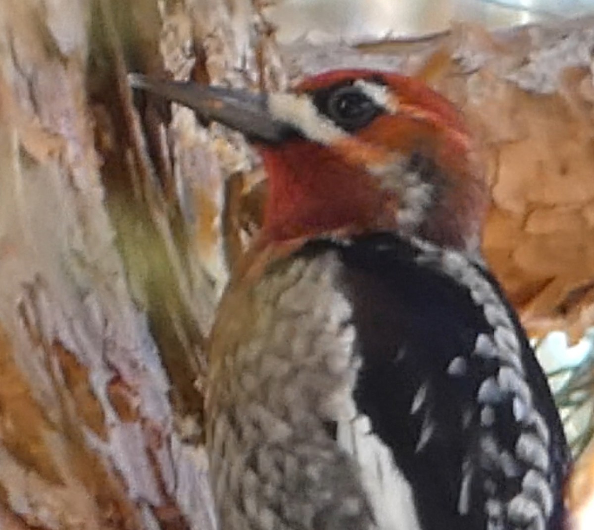 Sphyrapicus sp. - ML613592676