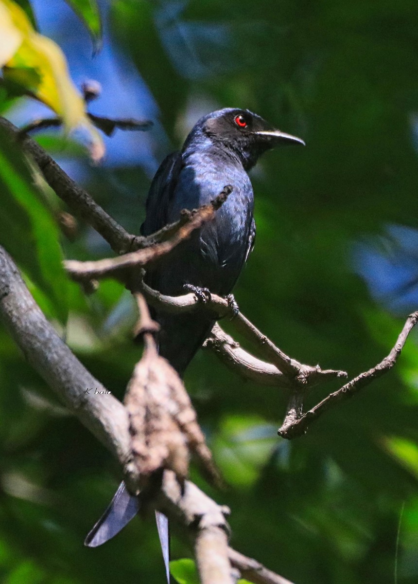 Ashy Drongo - ML613592687