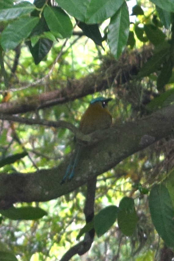 Blue-capped Motmot - ML613592696