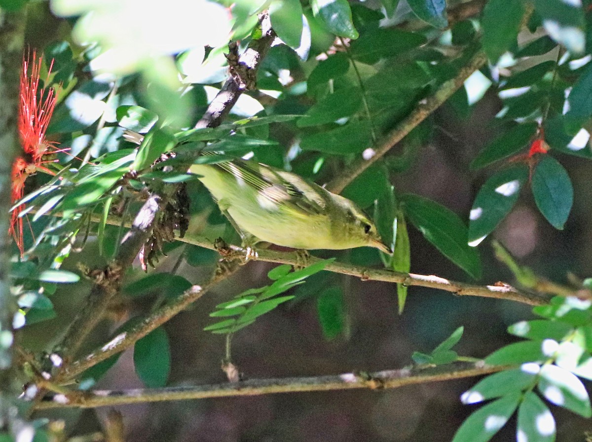 Green Warbler - Uma Balasubramanian